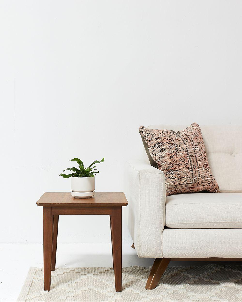 Staghorn Fern