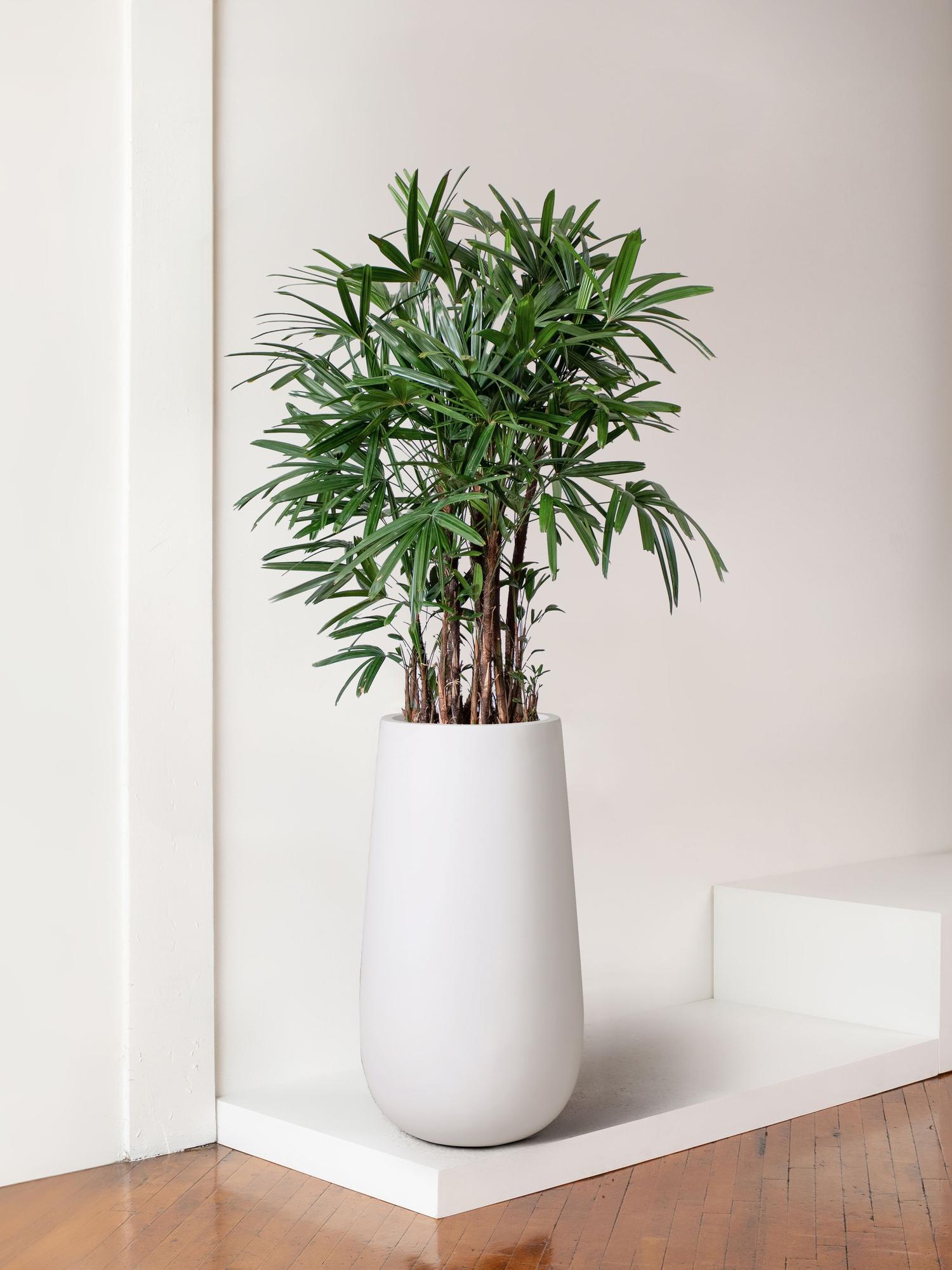 Lady Palm
