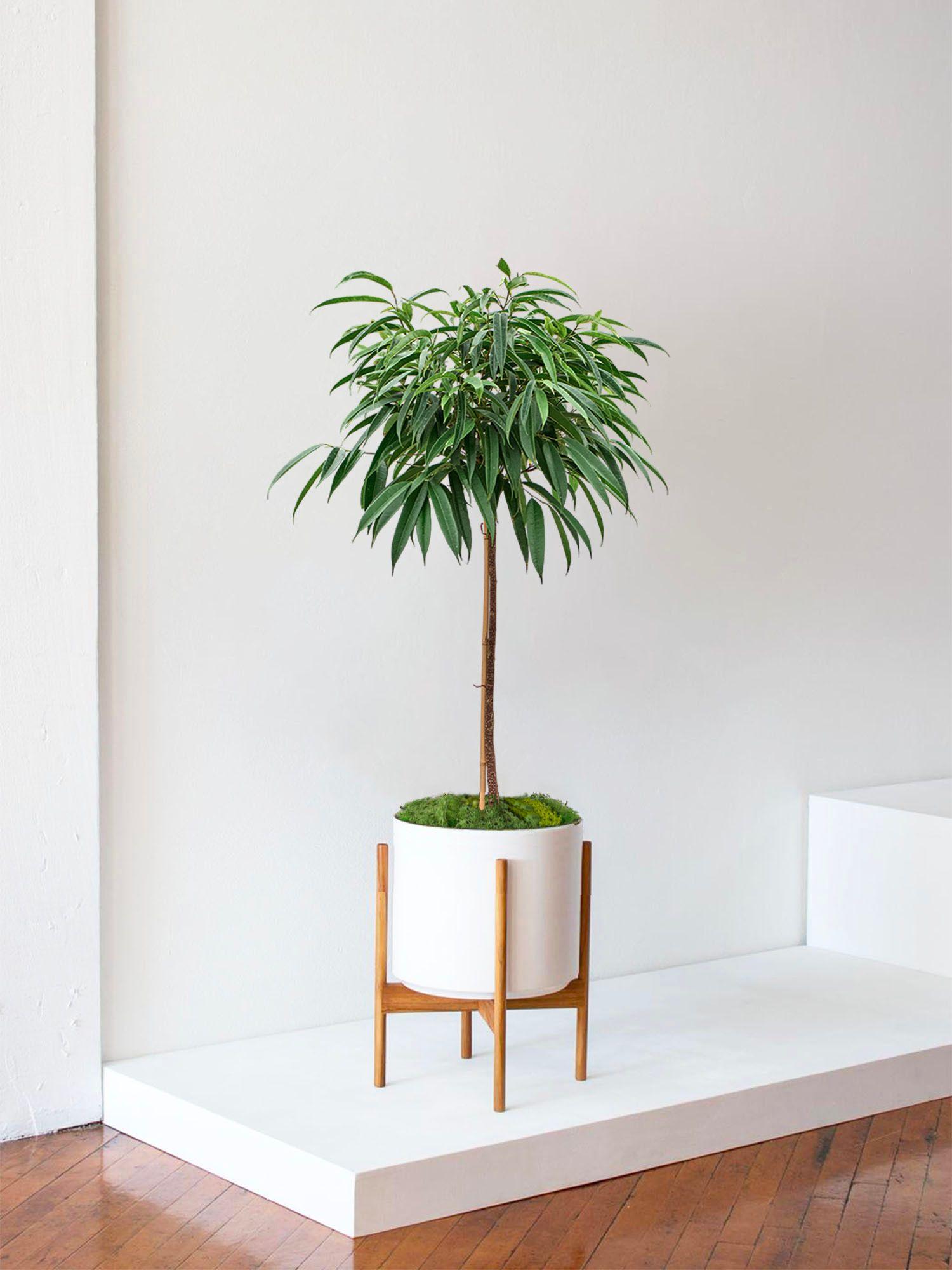 Arbre Ficus Alii