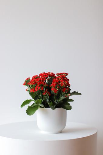 indoor plants picture