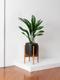 Aspidistra Elatior