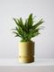 Tiger Evergreen