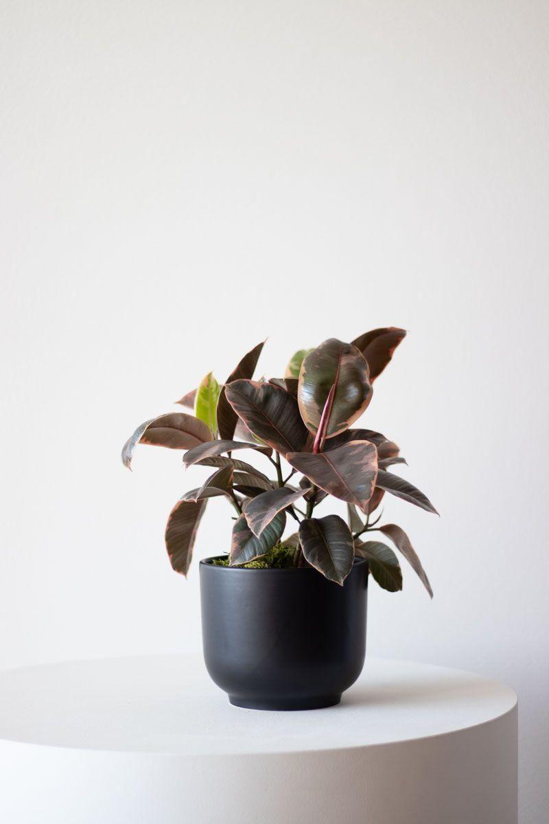 Ruby Rubber Plant