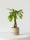 Braided Money Tree