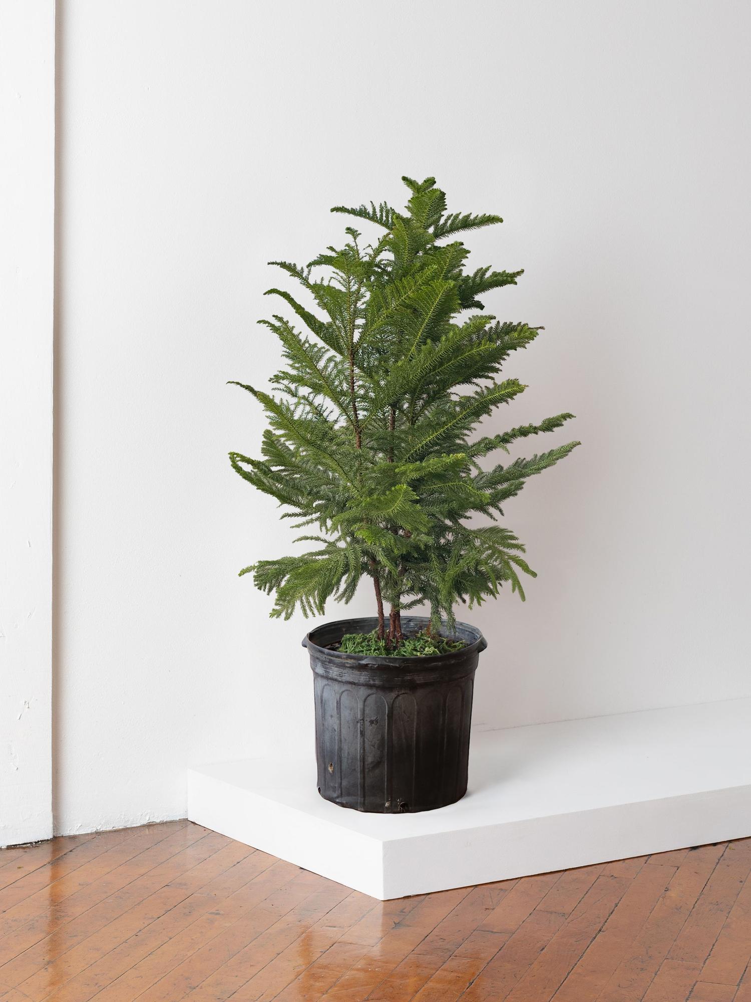 Norfolk Island Pine