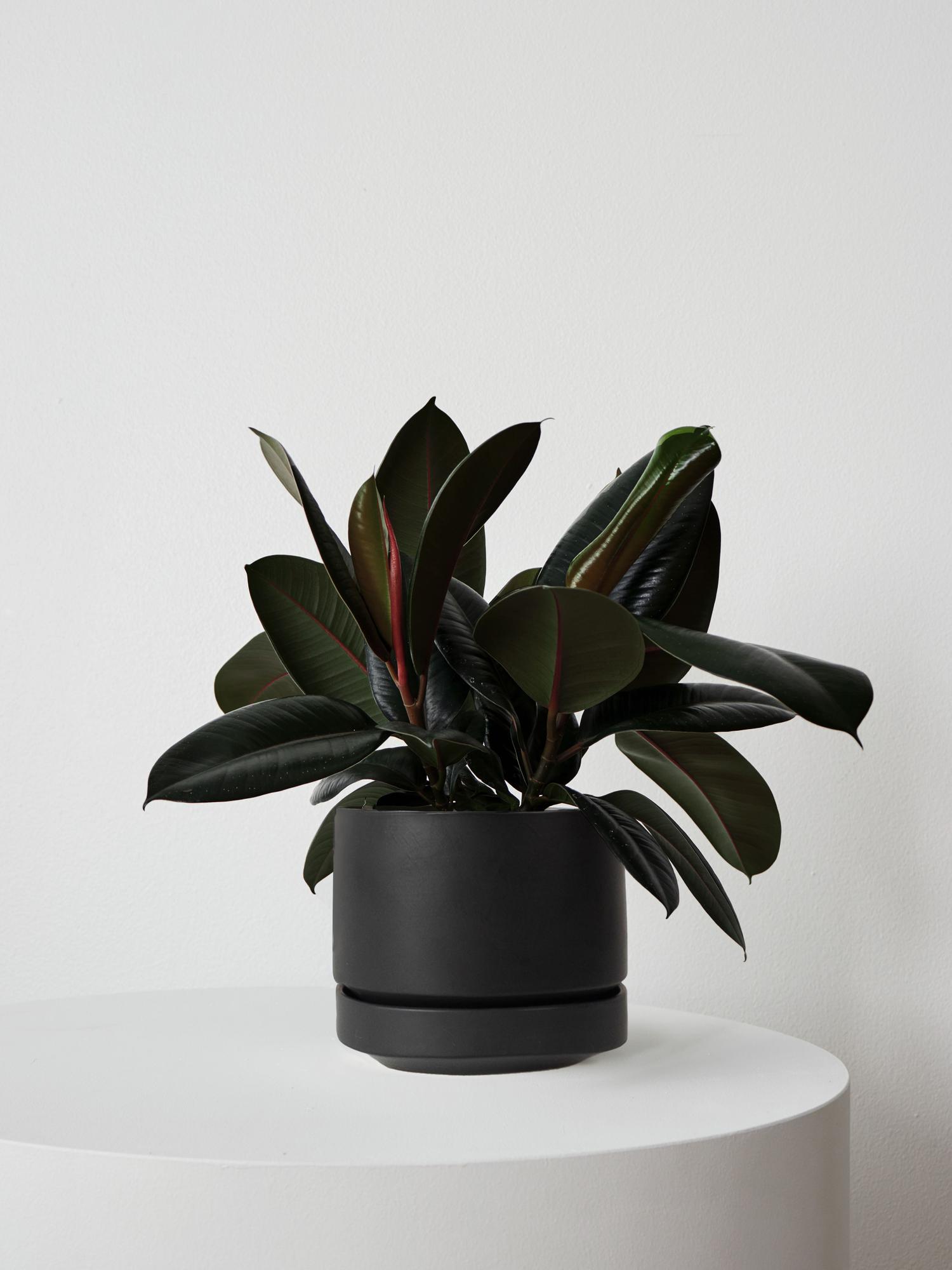 Rubber Plant