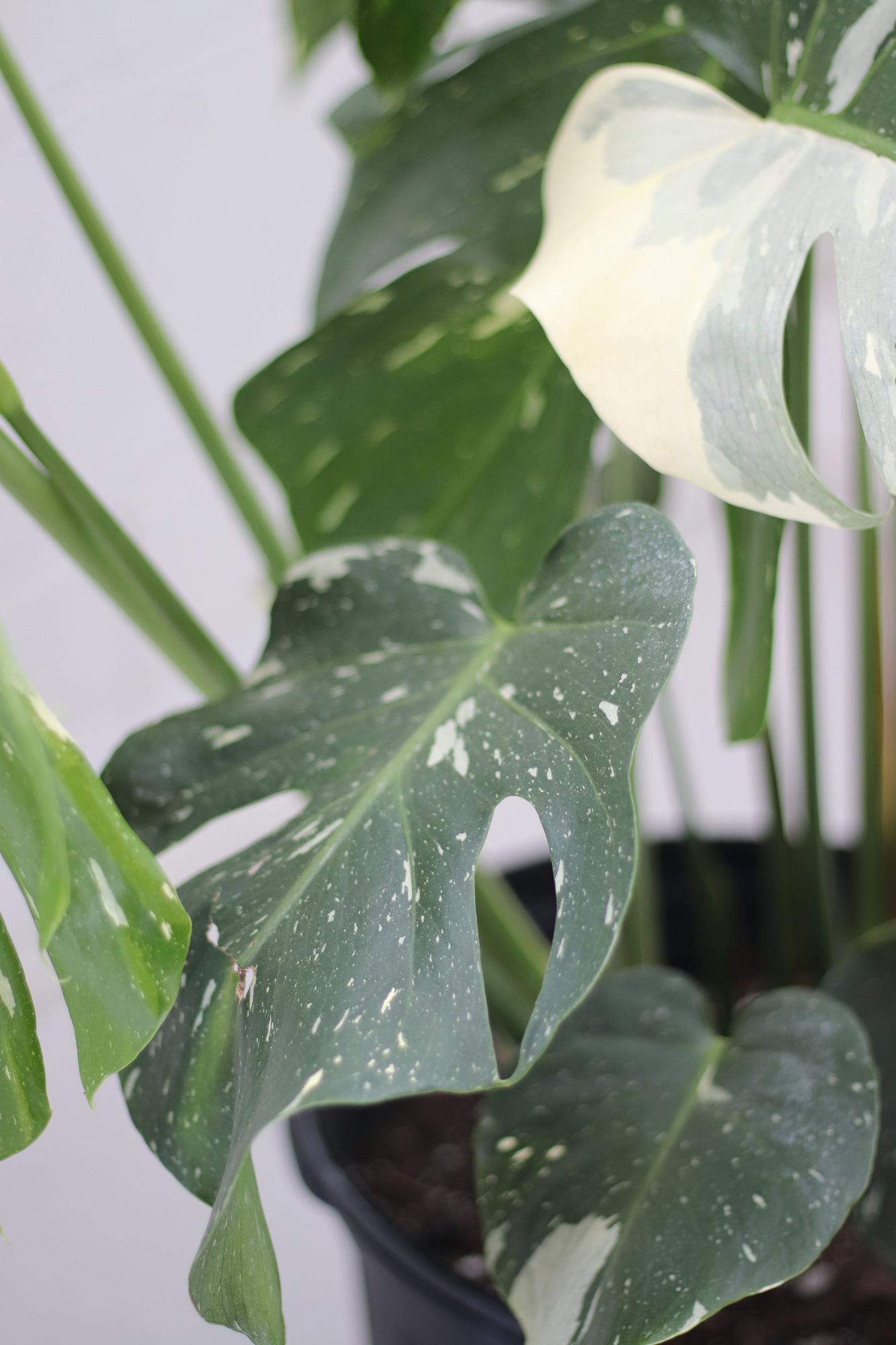 Monstera Thai Constellation