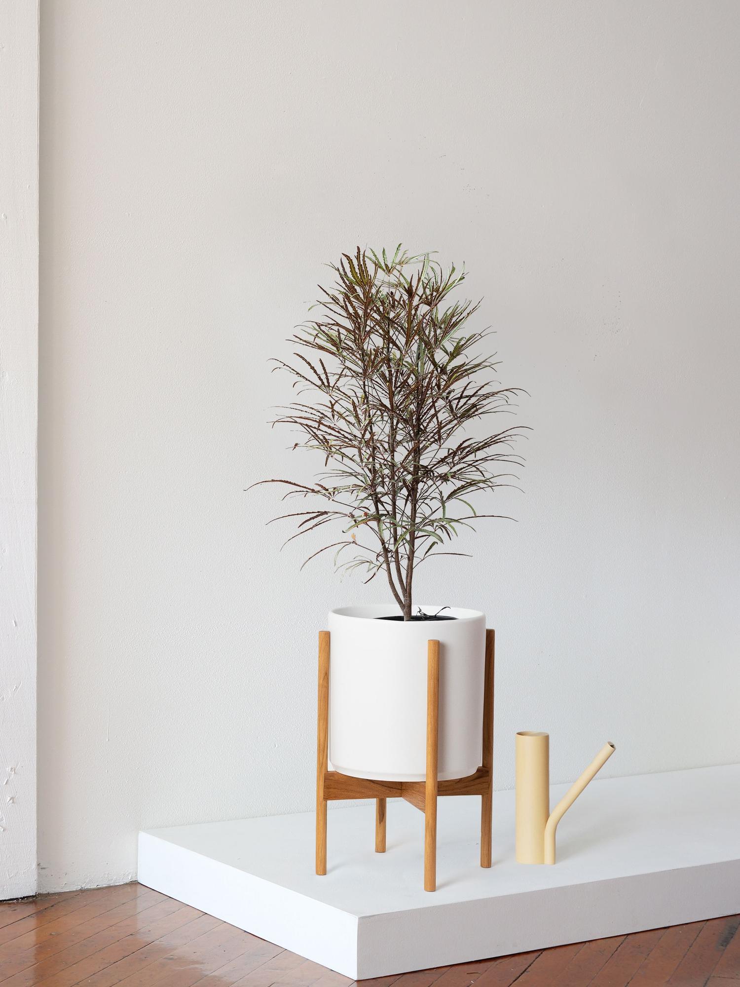 False Aralia