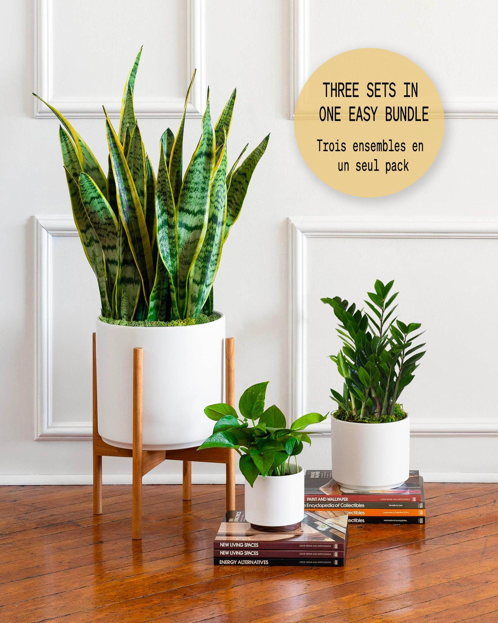 Pack L - Plantes faciles à entretenir