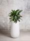 Silver Evergreen