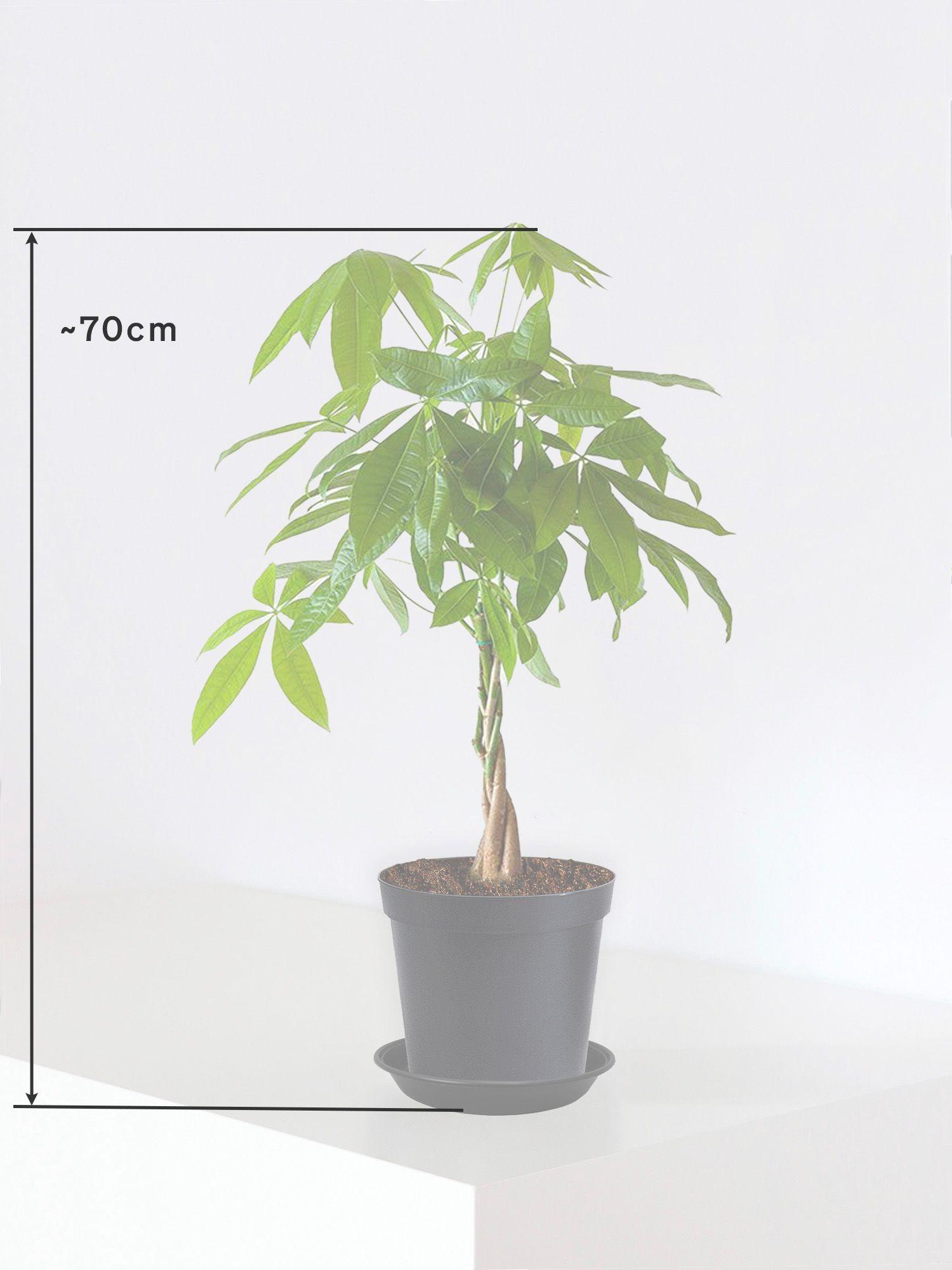 Pachira Aquatica