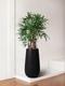 Lady Palm