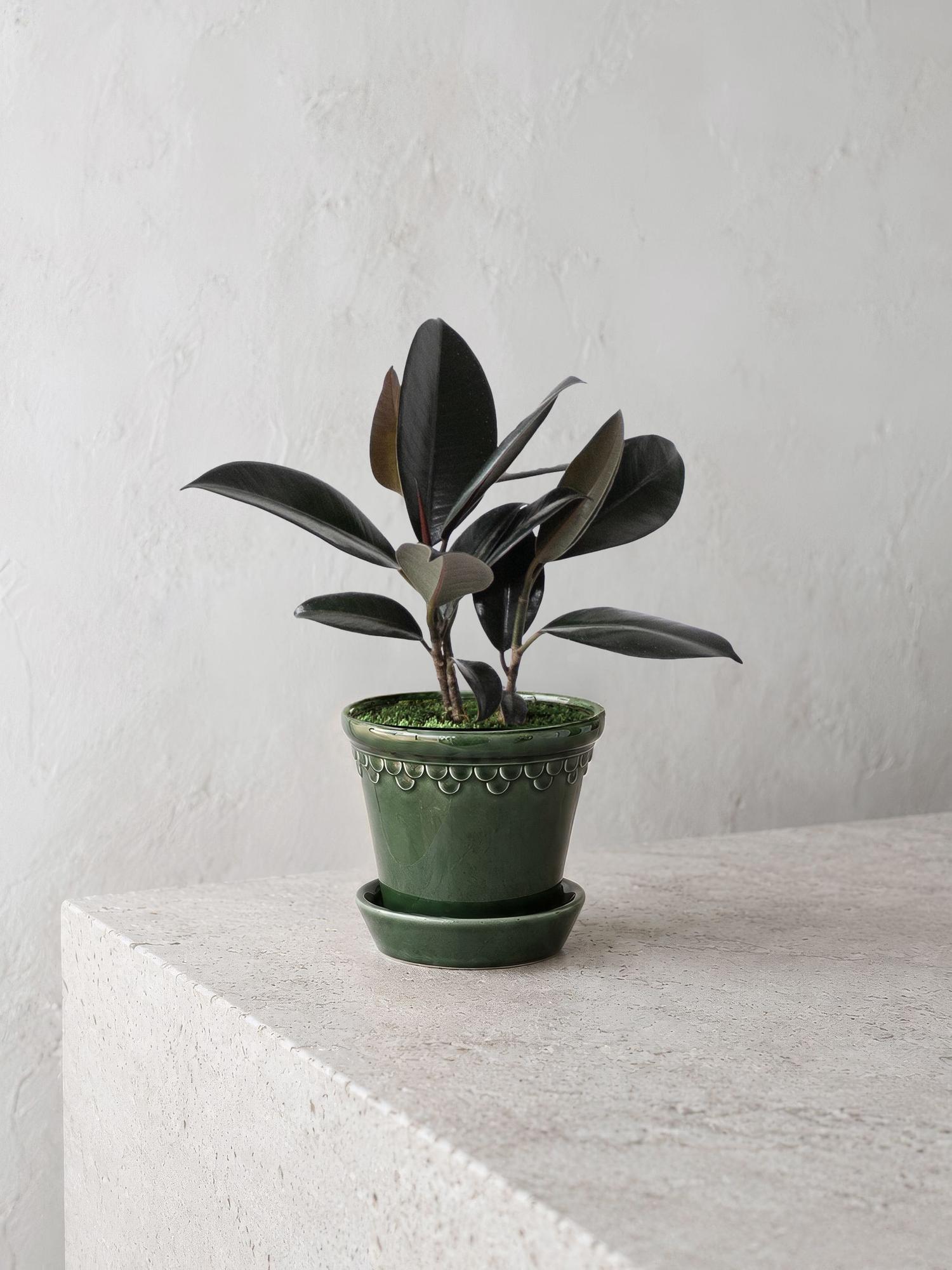 Rubber Plant