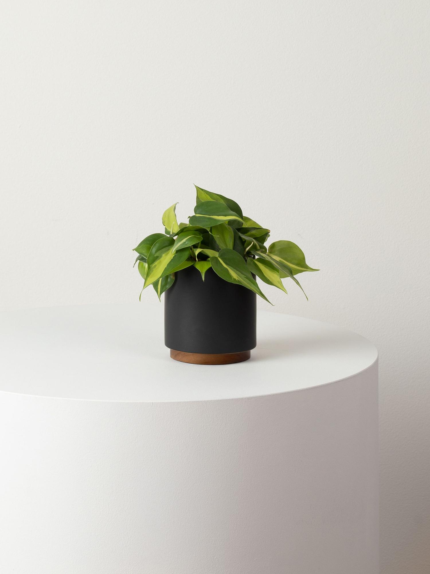 Philodendron Brasil - Black Mid-Century Ceramic & Dark Wood Plinth 