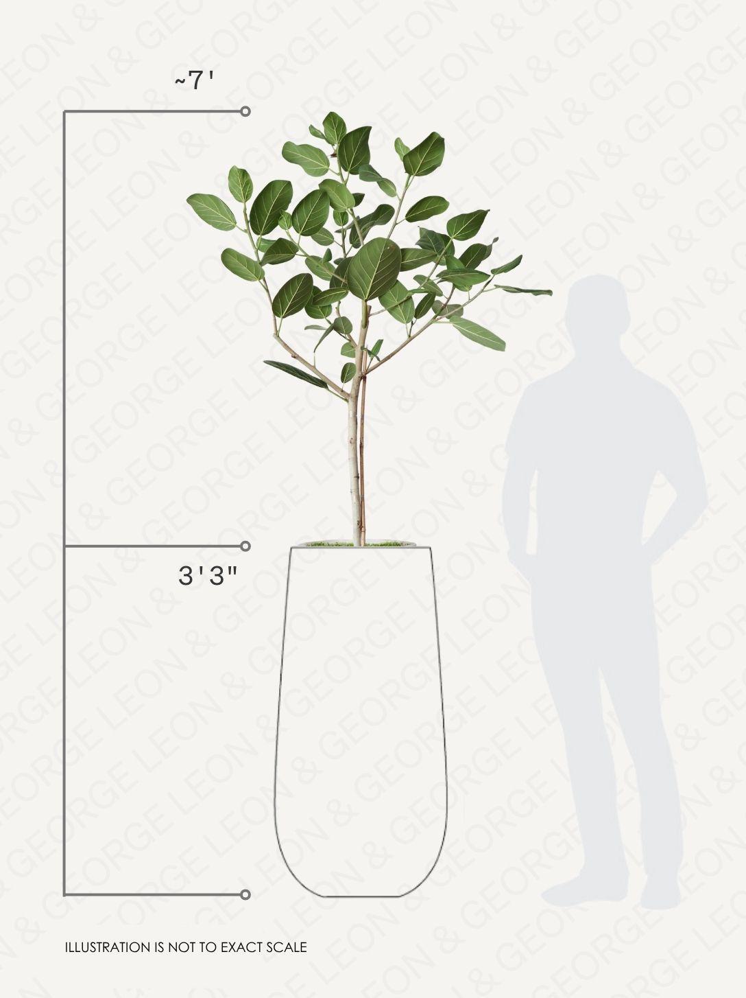 Ficus Audrey Tree