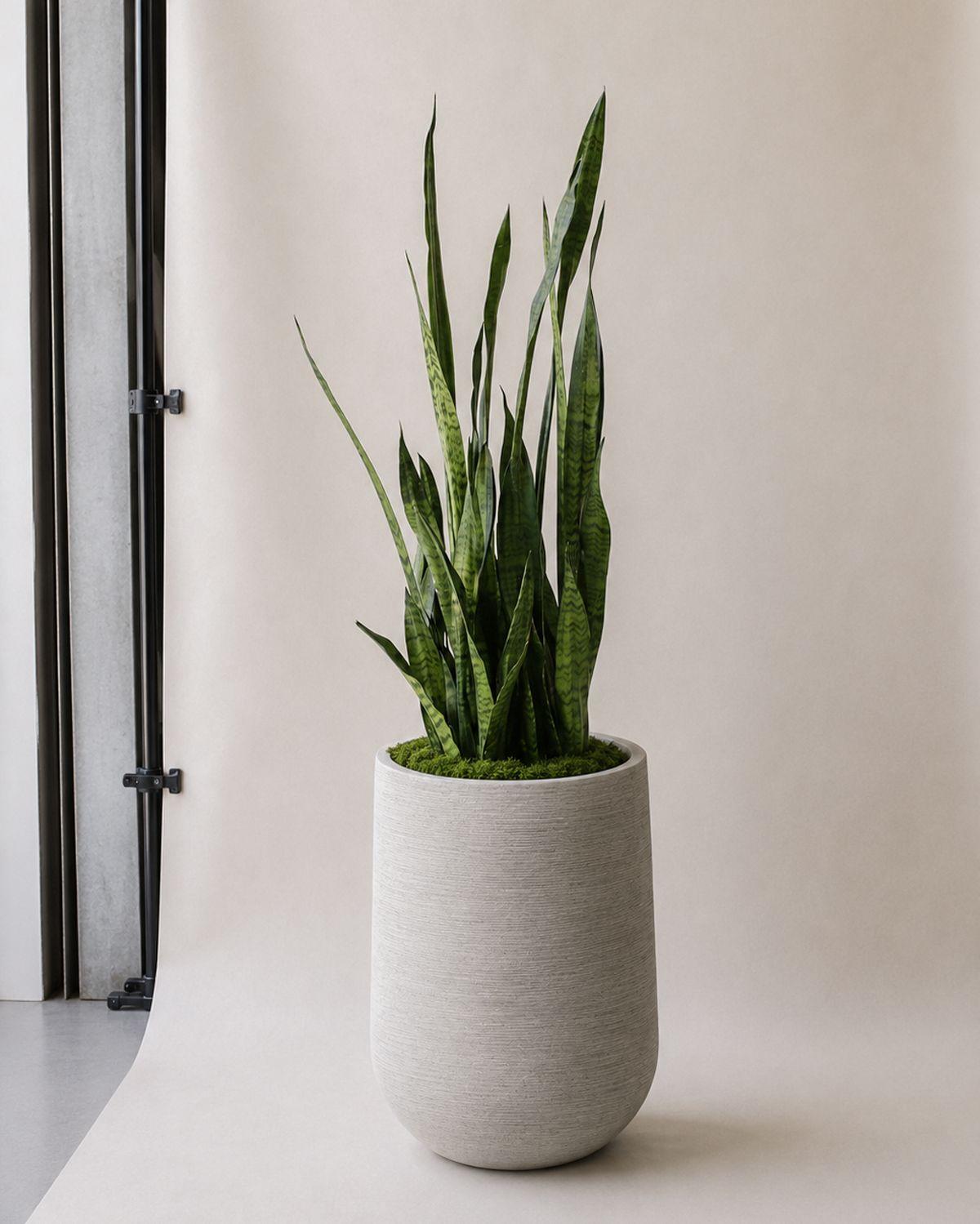 Black Coral Snake Plant