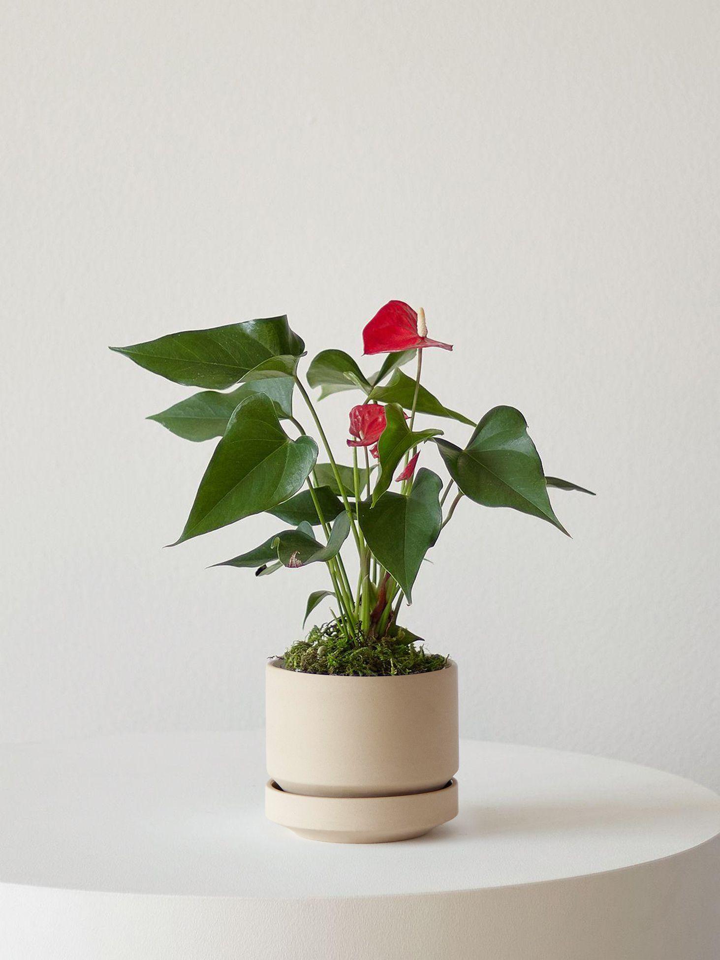 Anthurium - King of Hearts - Sand Scandinavian Ceramic 