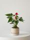 Anthurium - King of Hearts