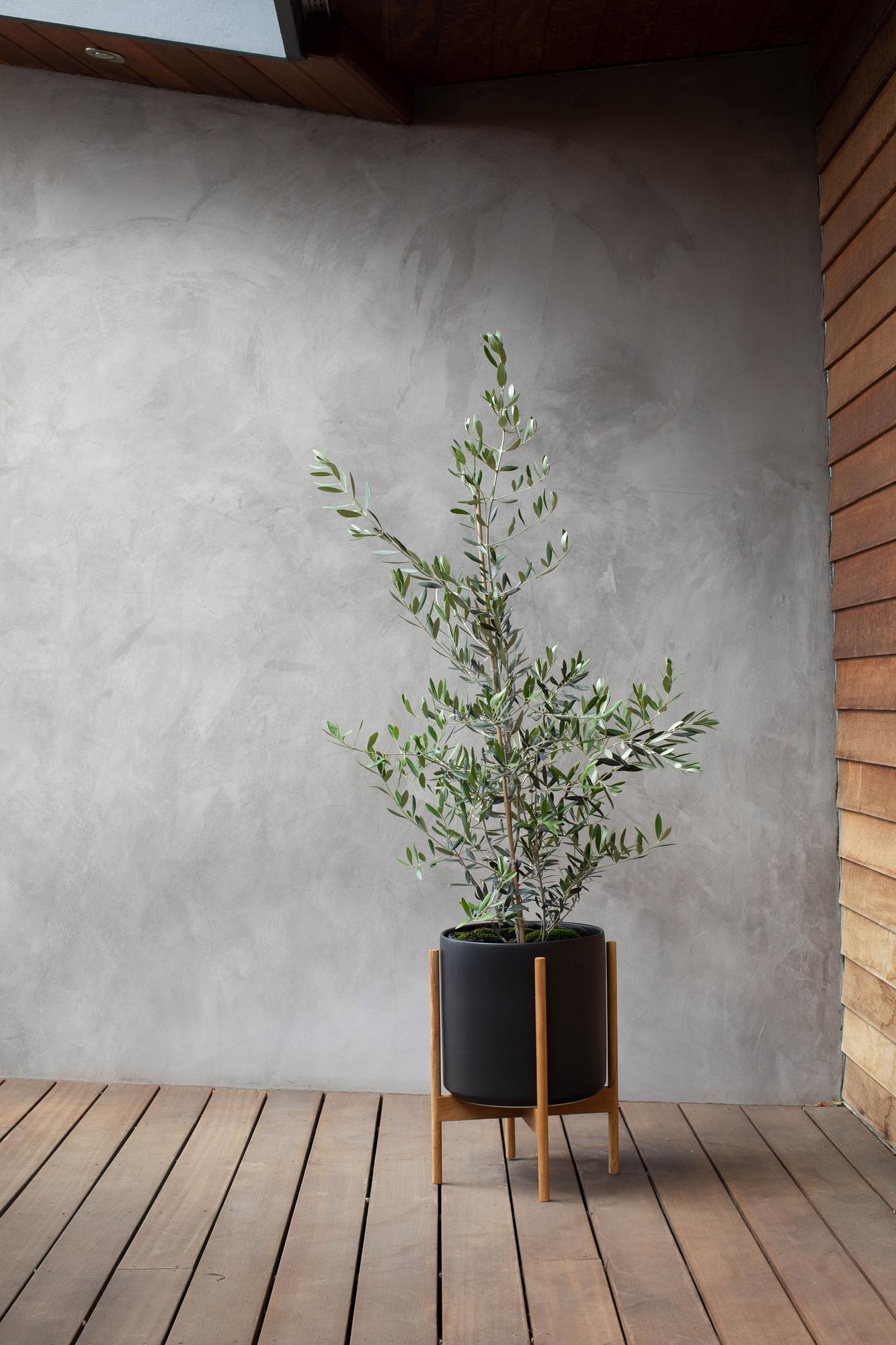 Olive Bush - Black Mid-Century Ceramic & Light Wood Stand 