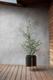 Olive Bush