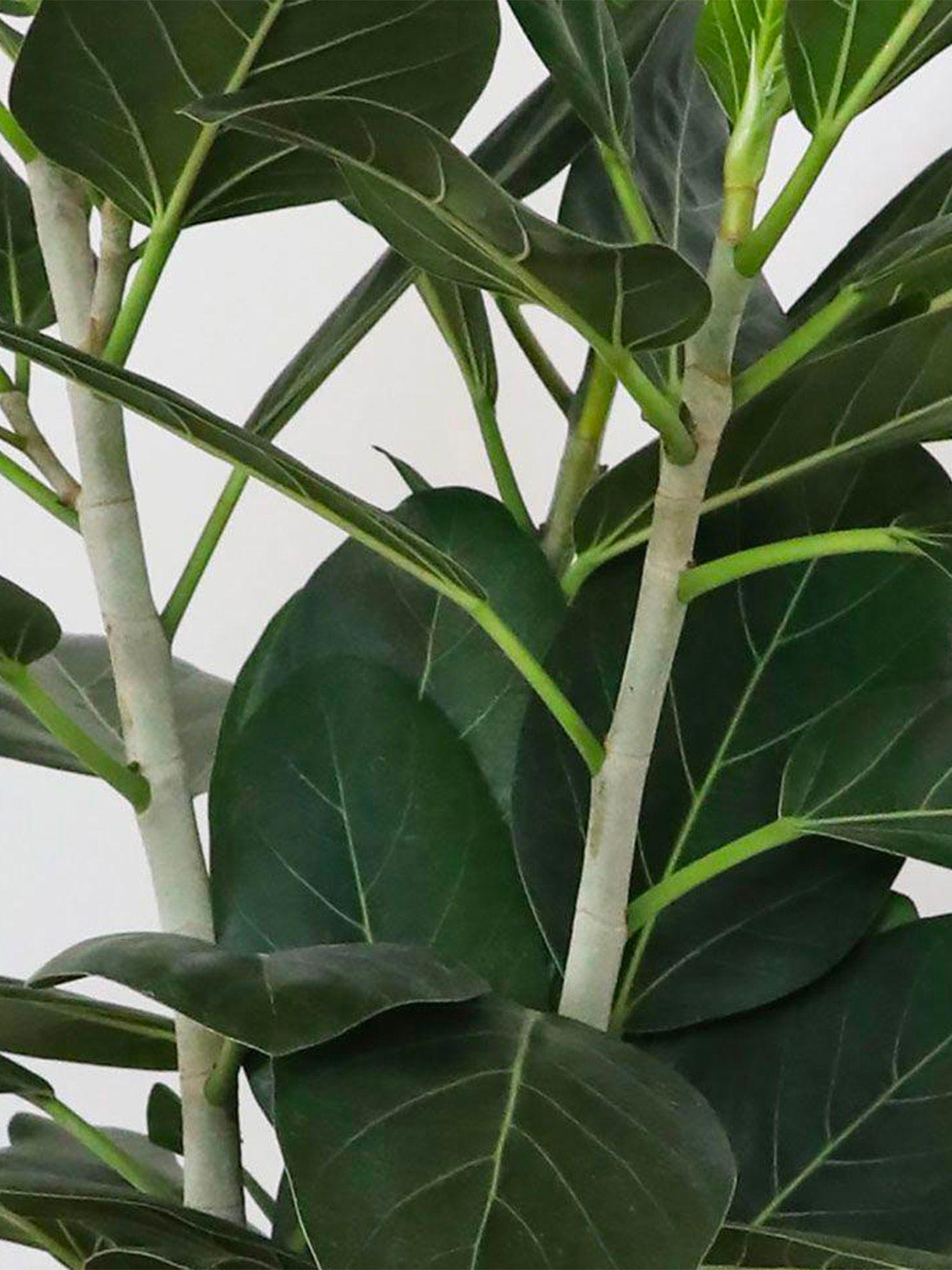 Ficus Audrey