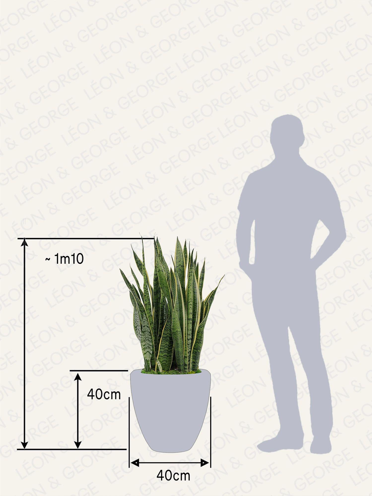 Sansevieria Laurentii