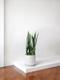 Black Coral Snake Plant