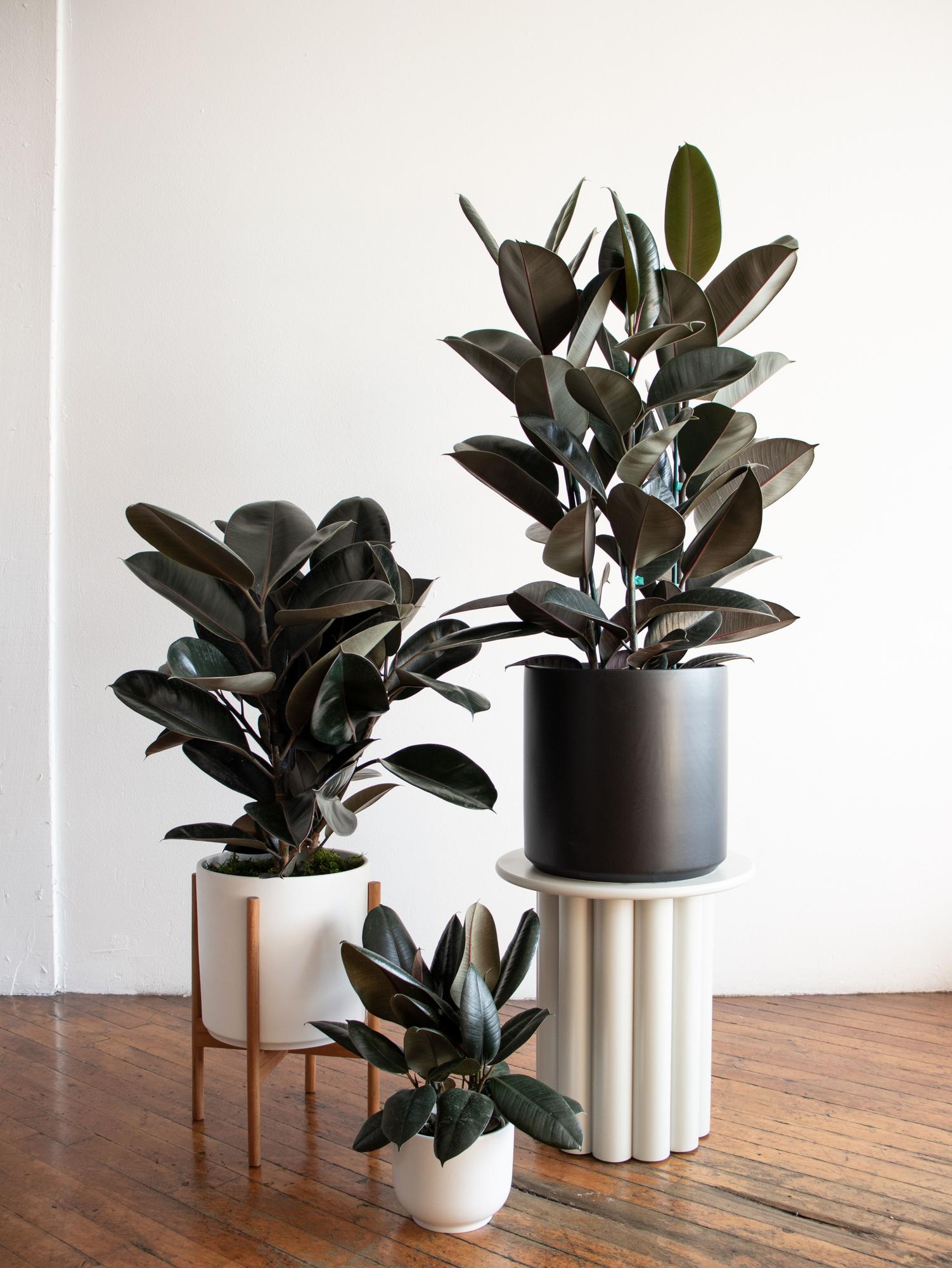 Rubber Plant