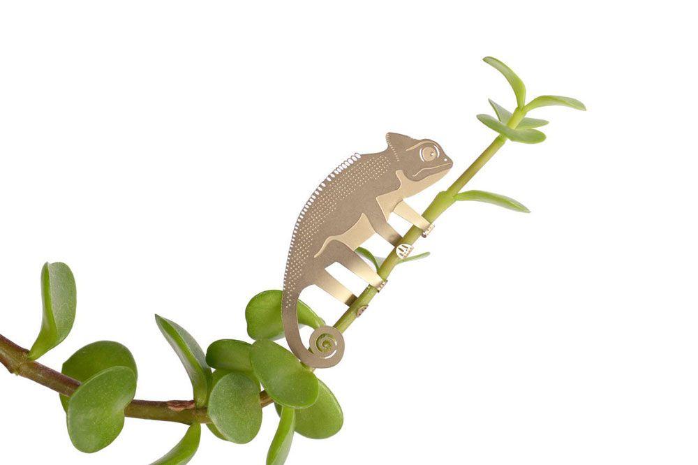 Plant Animal Caméléon