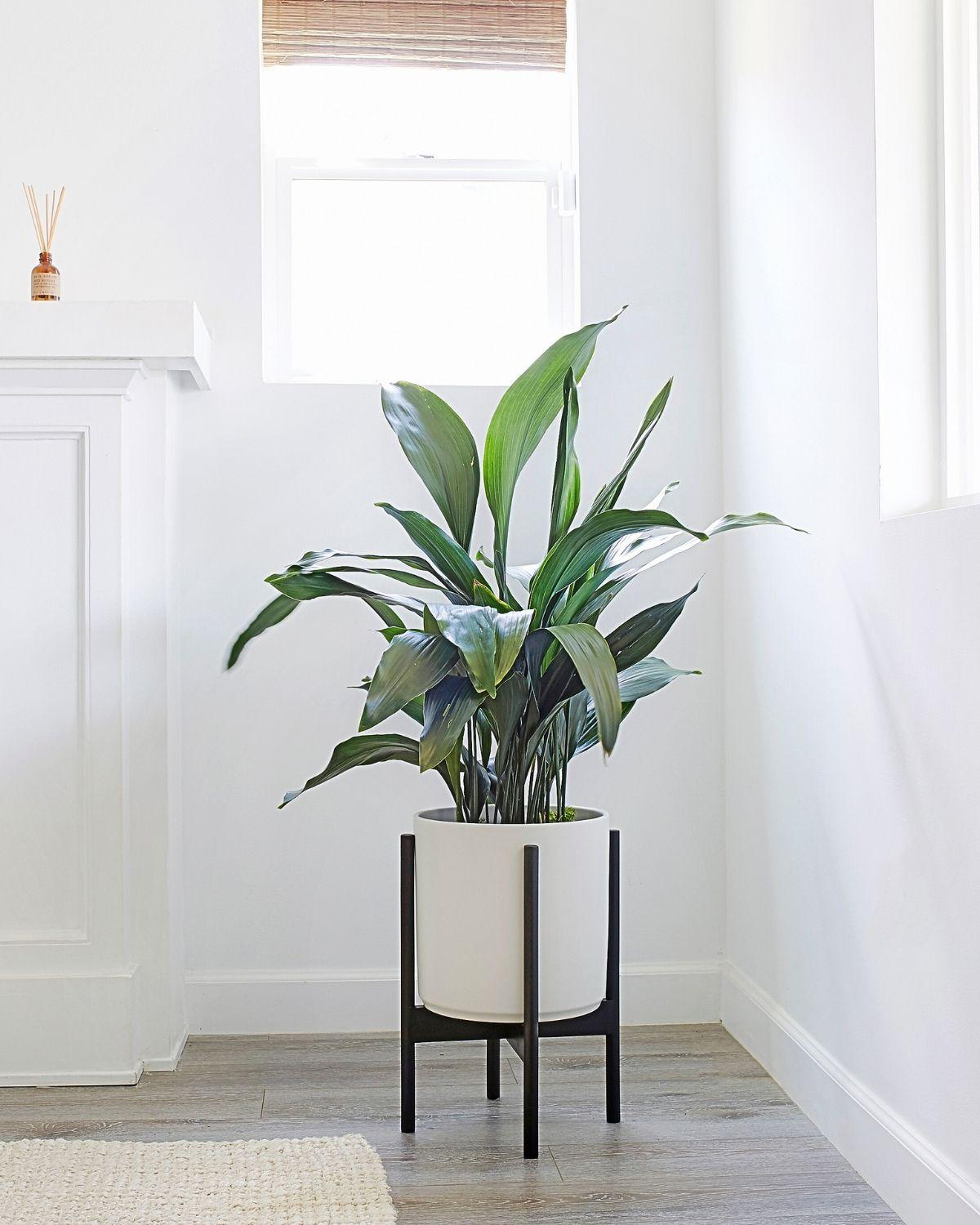 Cast Iron Plant
