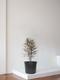False Aralia