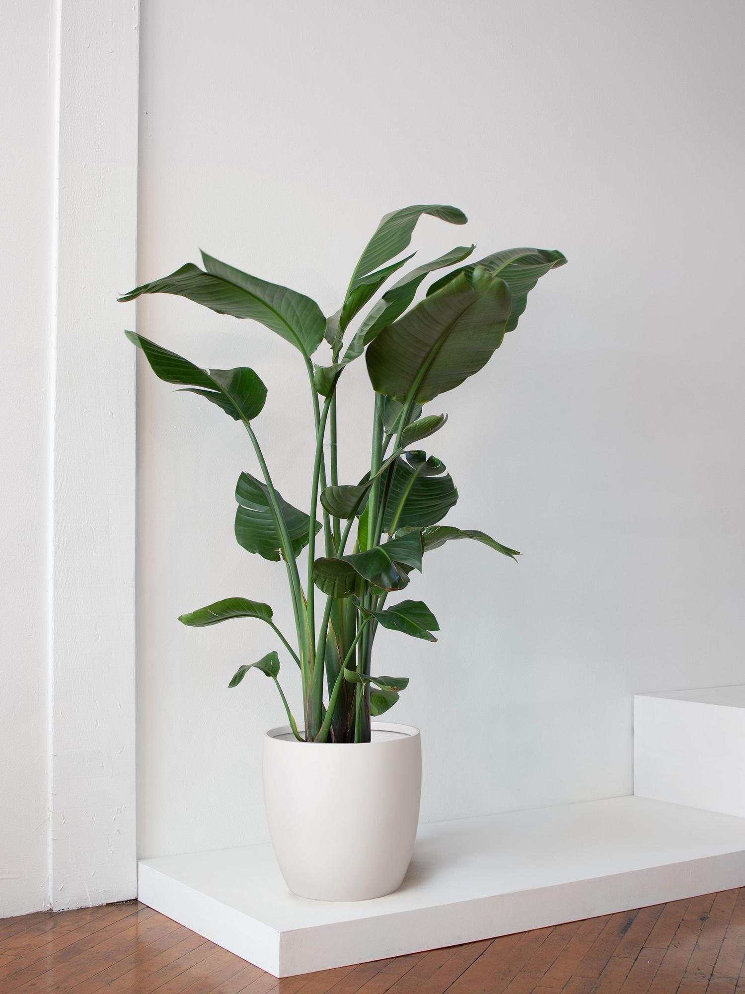 Bird of Paradise - White Mediterra Pot 