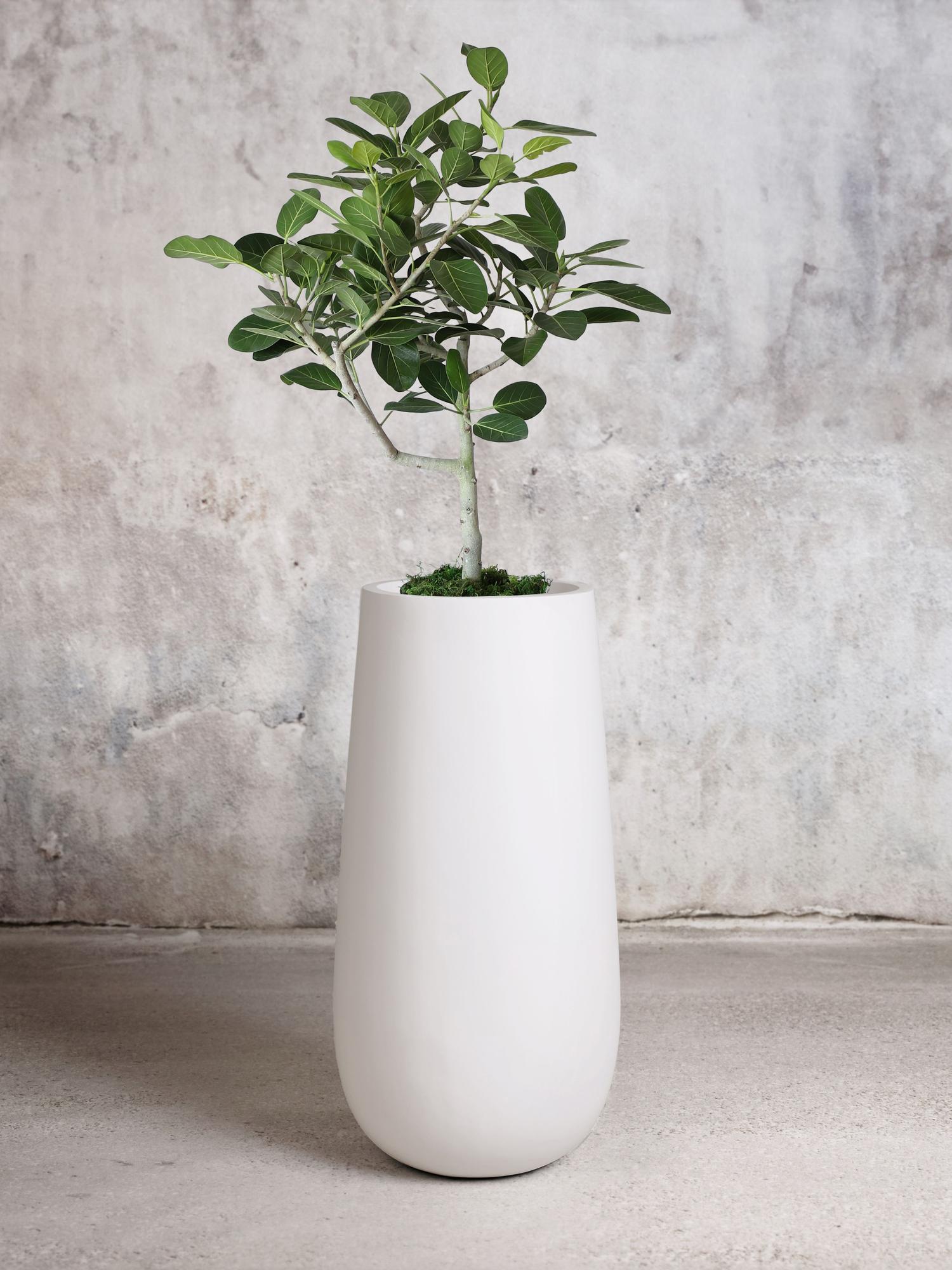 Ficus Audrey Tree