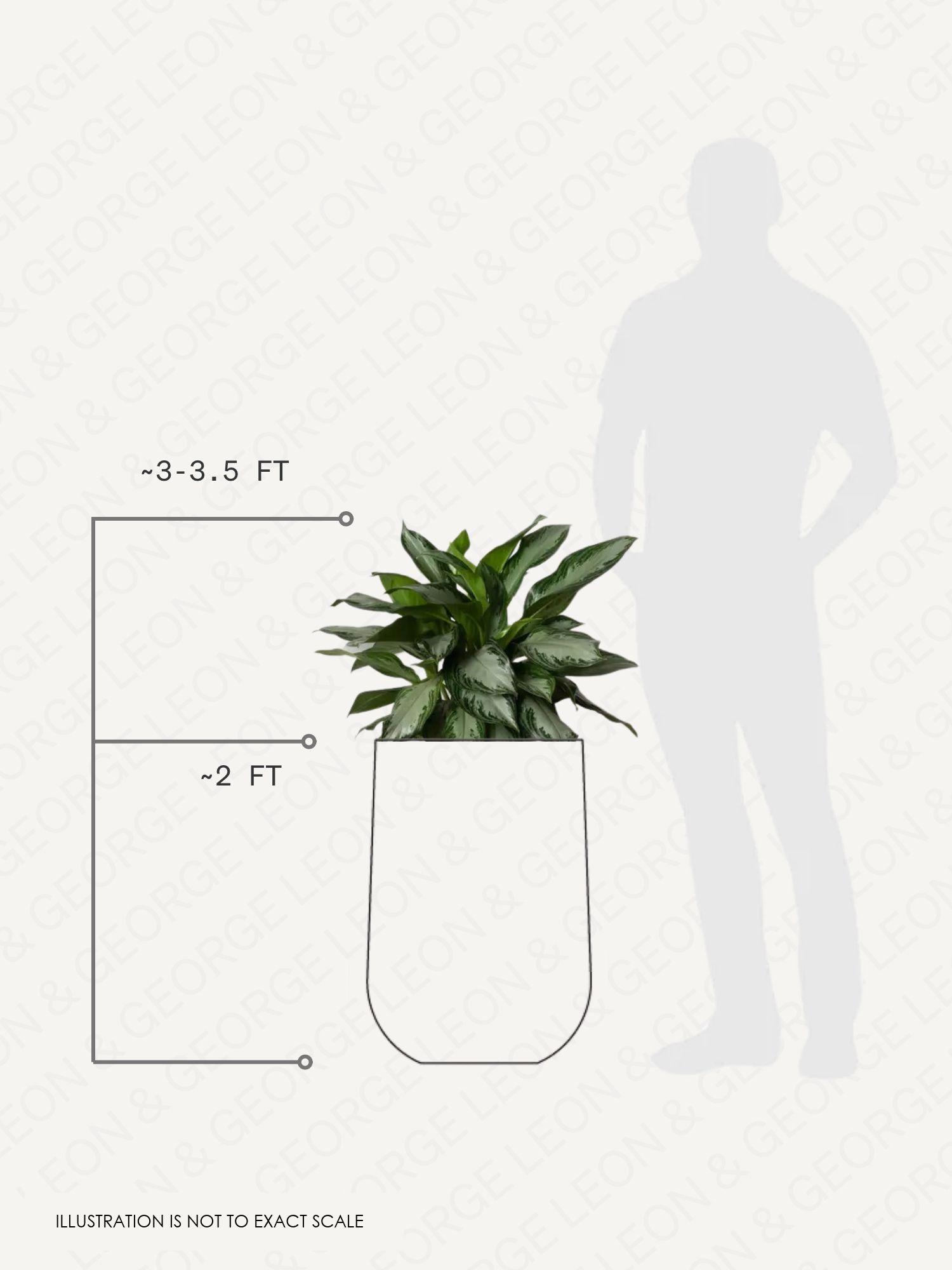 Silver Evergreen