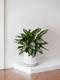 Silver Evergreen