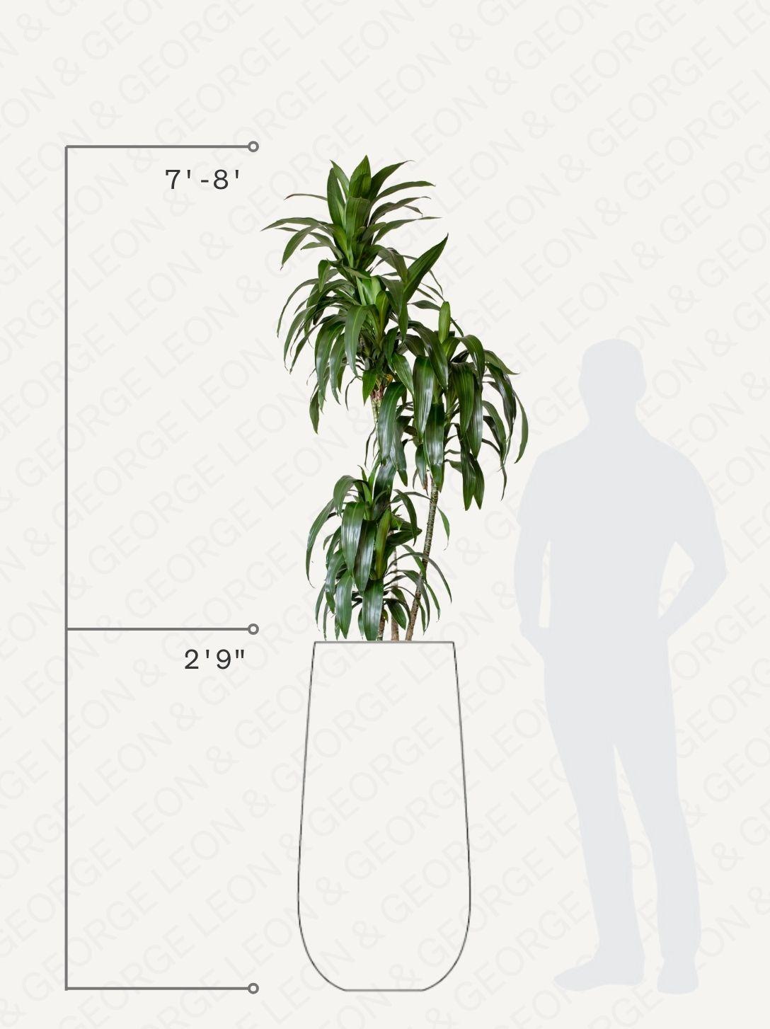 Dracaena Lisa