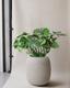 Monstera Deliciosa