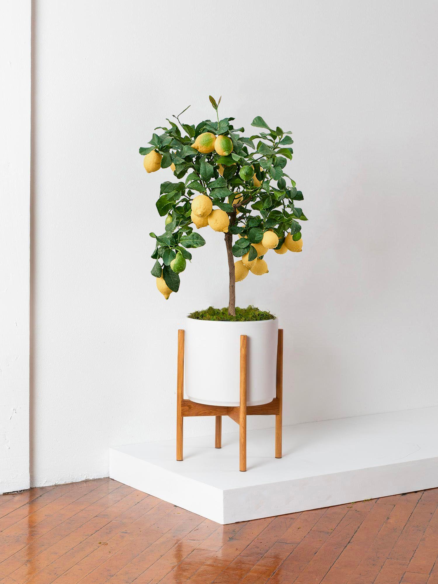 Lemon tree