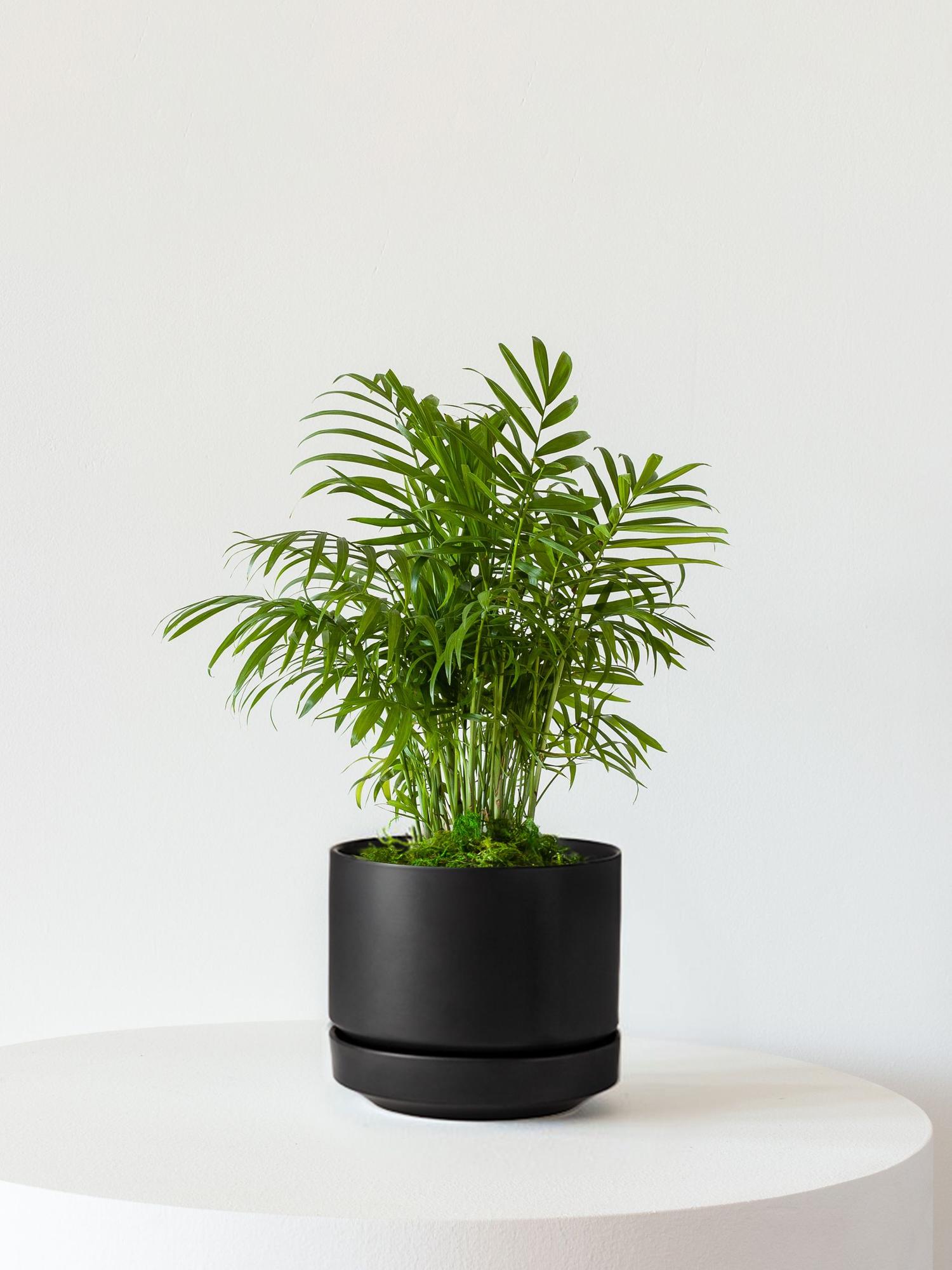 Parlor Palm