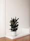 Rubber Tree