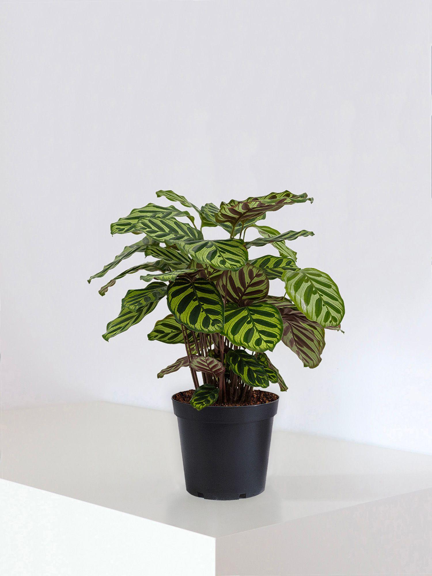 Calathea Paon de Vitória