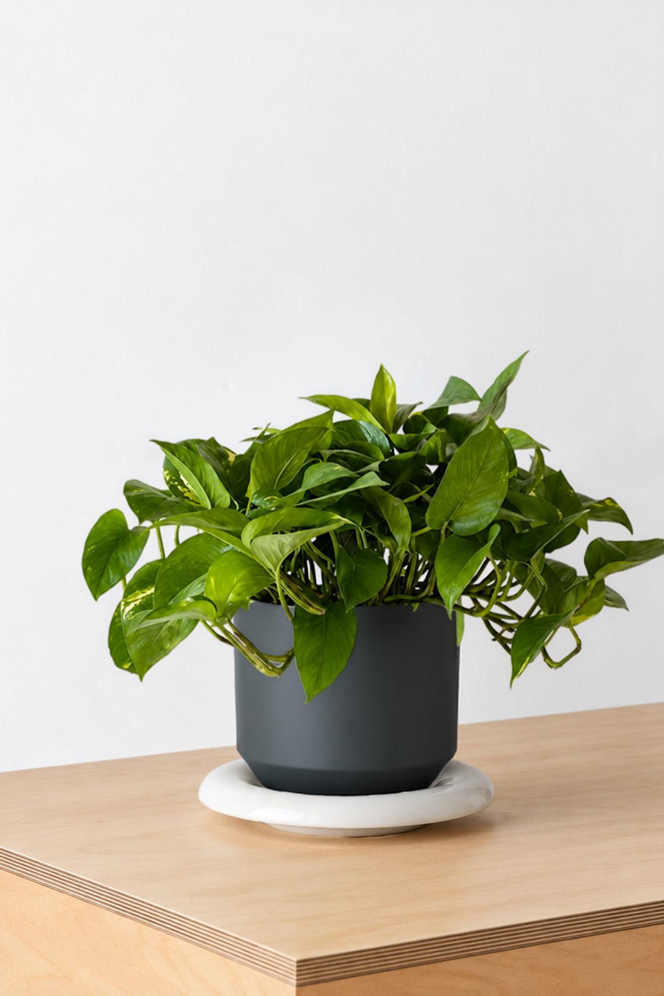 Cascading Pothos - Black Lily Ceramic & Ivory Saucer 
