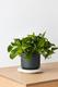 Cascading Pothos