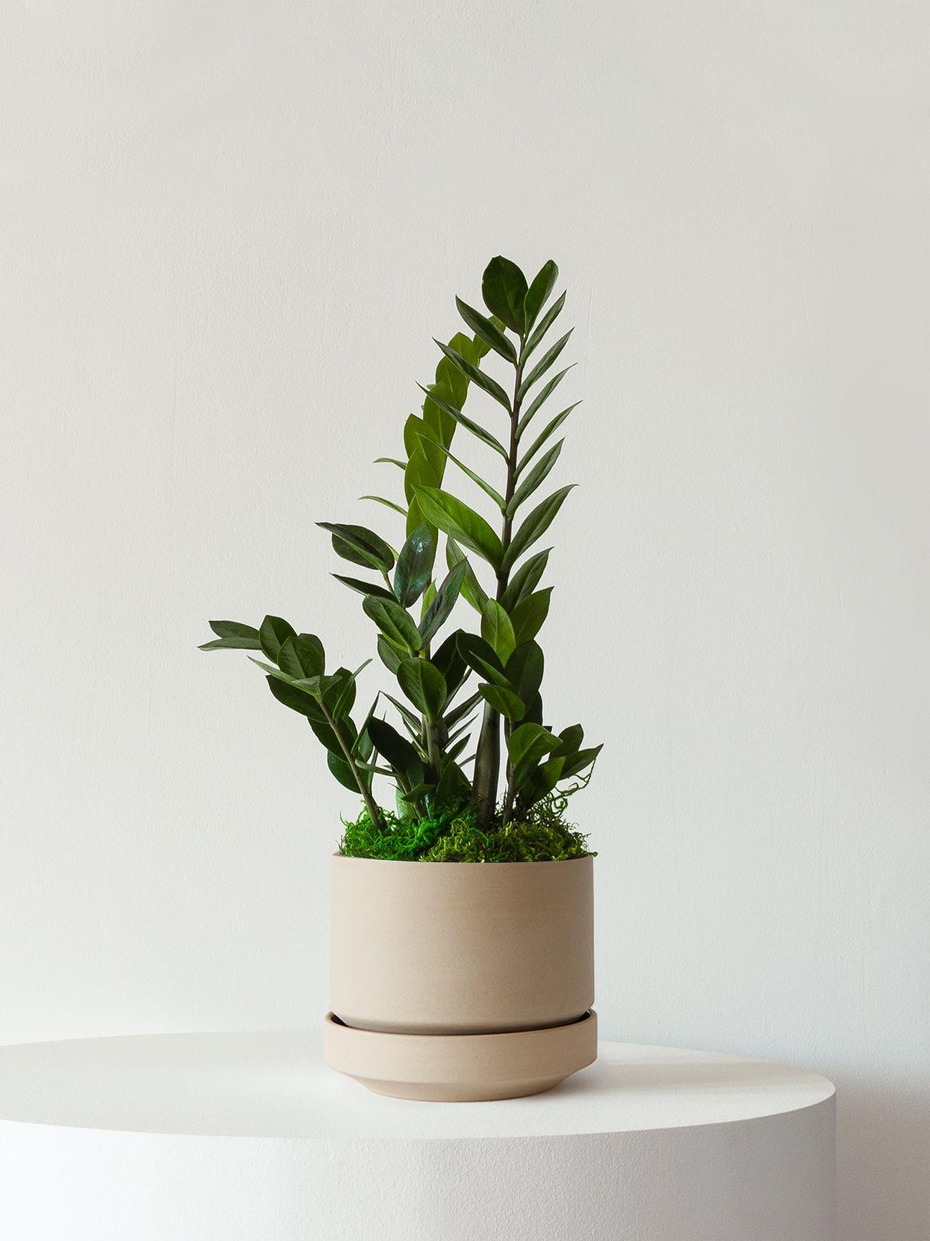 Zanzibar Gem - Sand Scandinavian Ceramic 