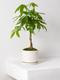 Braided Money Tree
