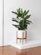 Ficus Audrey Buisson