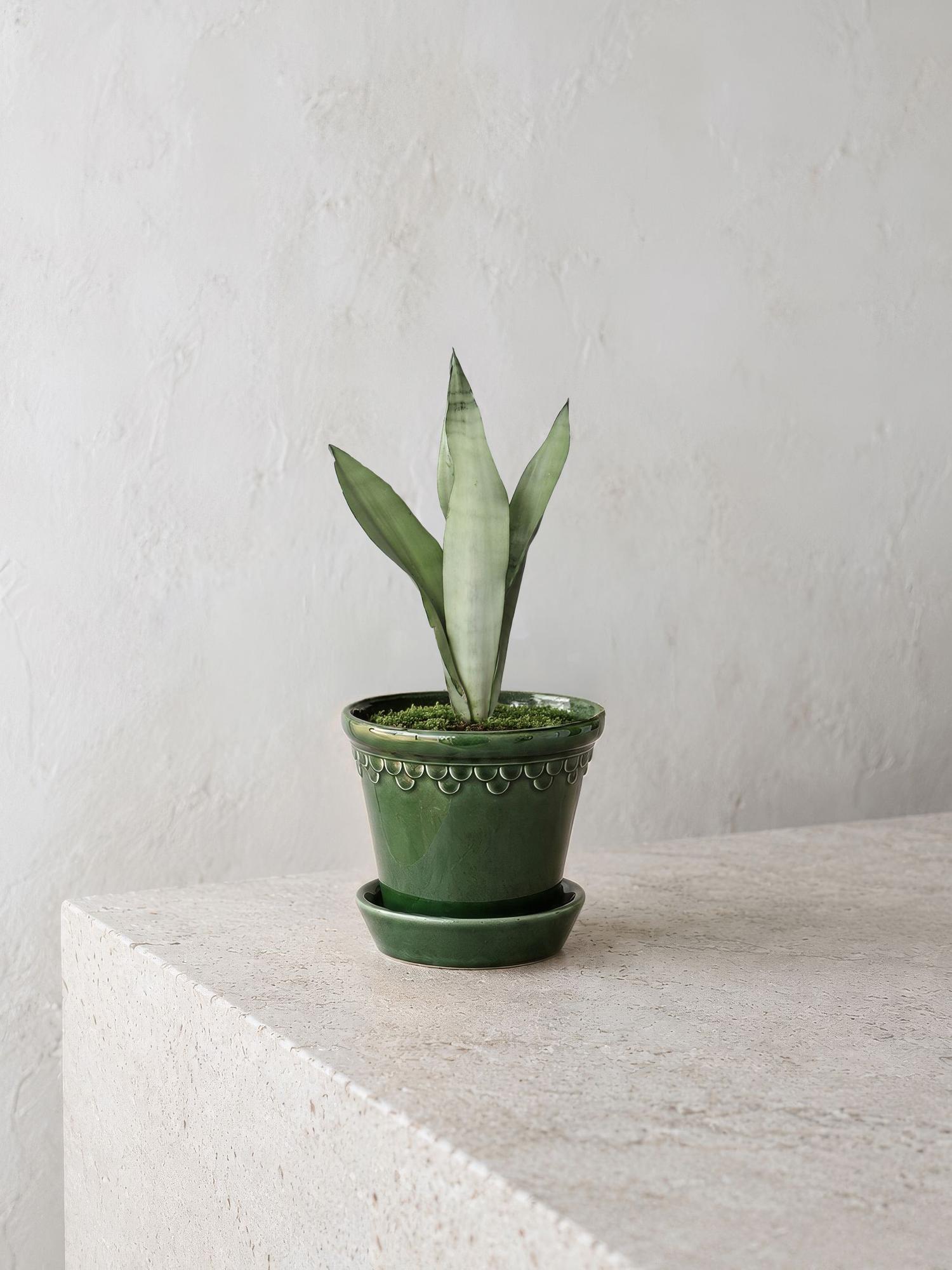 Moonshine Snake Plant