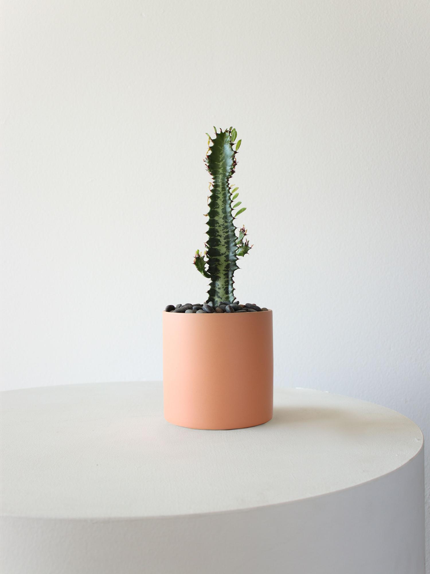 Euphorbia Trigona