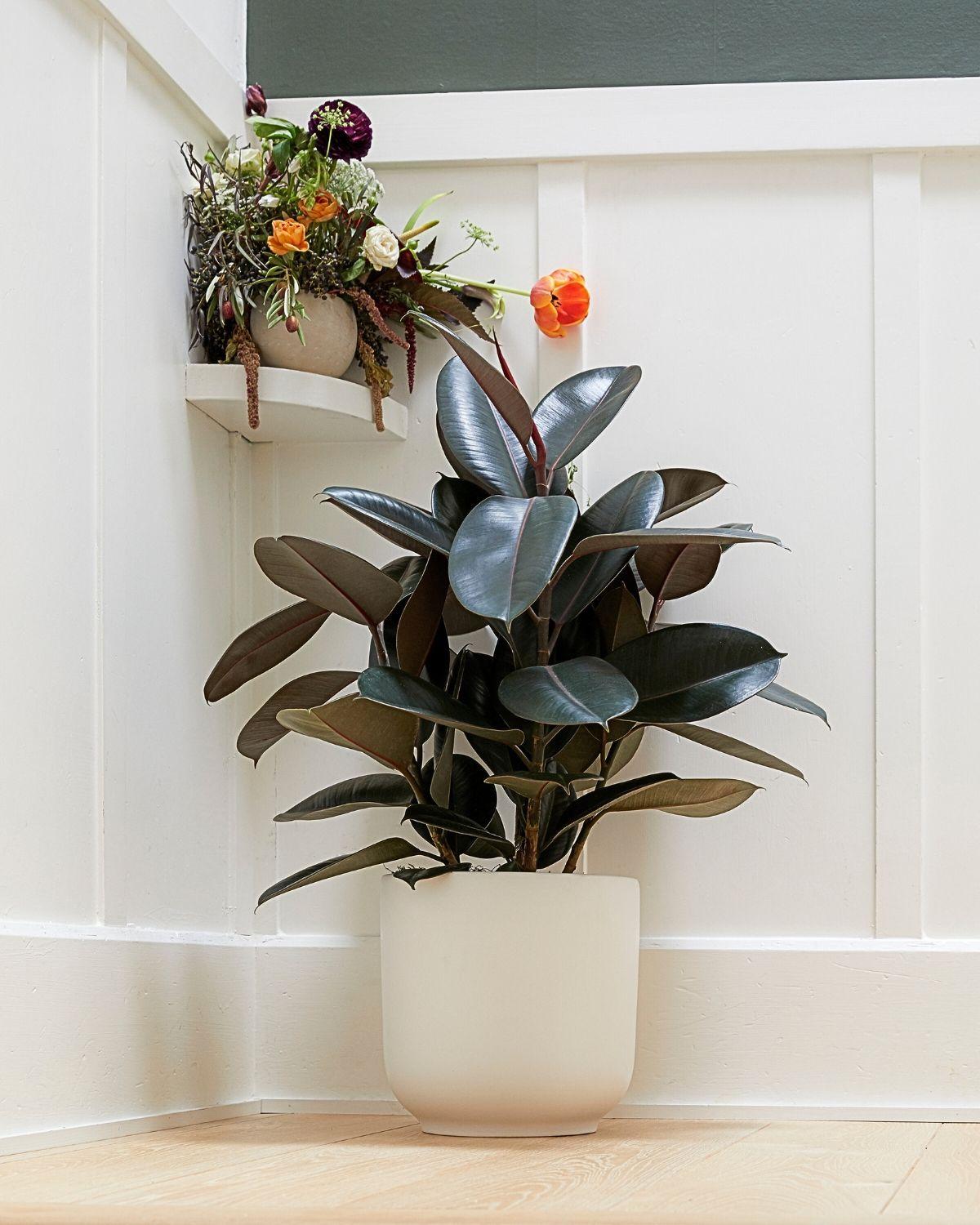 Rubber Tree