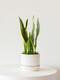 Snake Plant Laurentii